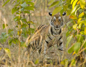 tiger